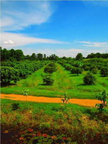 Therdthai Farm Boutique Hotel 素可泰 外观 照片